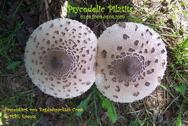PSYCODELIC PILZTITS (heute auch nochmal)7.8.09-9.8.09 · 7 Aug '09, 20:00