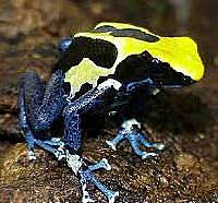 Profilbild: Lustiger Pfeilgiftfrosch