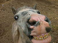 Profilbild: emiliano