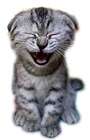 Photo de profil: Shaktycat