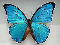 Foto de perfil: MadaMeButterfly