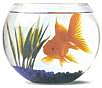 Photo de profil: phish