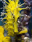 Foto de perfil: Seahorse