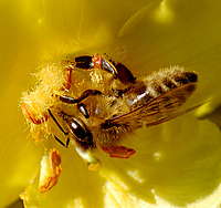 Foto de perfil: Wildhonig