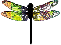 Profile image: PaRa