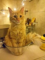 Profile image: Stultitia